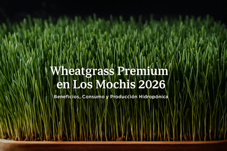 “Wheatgrass premium cultivado hidropónicamente por VERDE PLAKARQ SHOP, presentado en una bandeja profesional con hojas verdes frescas, ideal para mercado saludable en Los Mochis.