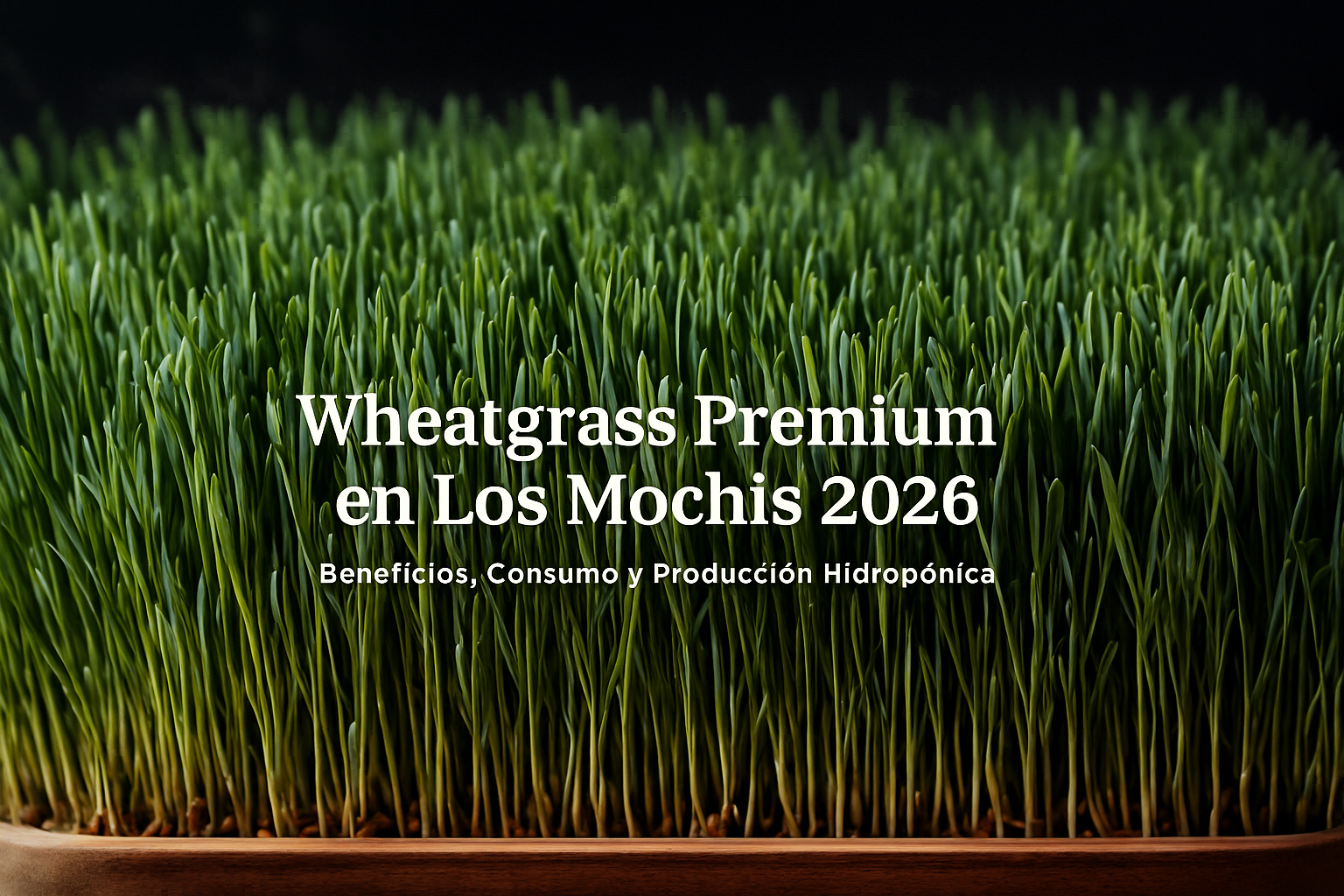 Wheatgrass en Los Mochis 2026 | Beneficios, Consumo y Producción Hidropónica de VERDE PLAKARQ SHOP
