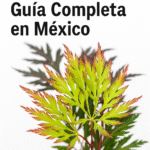 Arce japonés Seiryu de hoja de encaje con follaje verde finamente recortado y puntas rojizas, sobre fondo blanco, con el texto “Guía Completa en México
