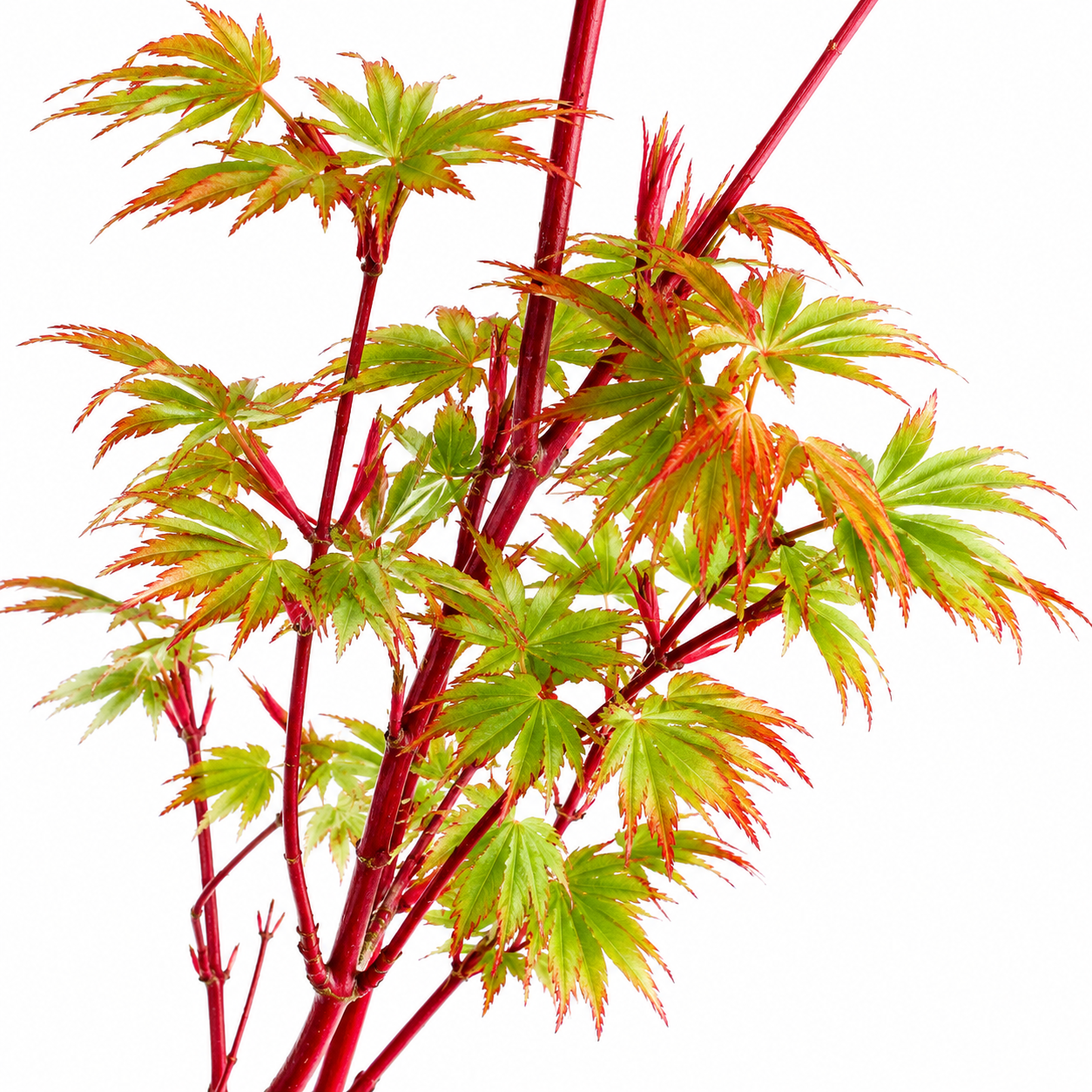 Maple japonés Sango Kaku de corteza coral (Acer palmatum), árbol ornamental japonés con follaje decorativo y ramas rojas, disponible en México.