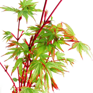 Acer palmatum ‘Sango Kaku’ 1 m, corteza color coral y follaje verde lima; ejemplar en maceta para jardín o terraza.