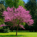 Árbol Cercis (redbud) en plena floración rosa-magenta, copa amplia sobre césped verde, ideal para naturación urbana en México.