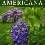 Wisteria americana premium en flor: composición con enredadera violeta cubriendo pérgola y primer plano de racimo morado sobre fondo verde.