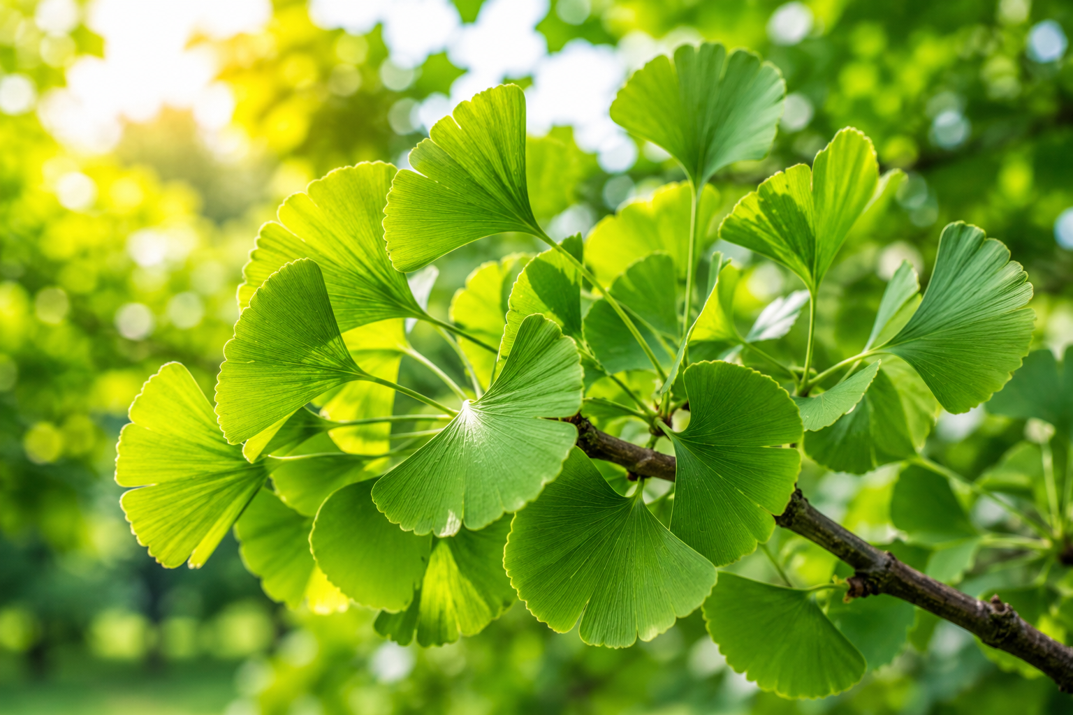 Ginkgo biloba: el árbol milenario que sobrevivió a todo (y cómo tener uno en México)